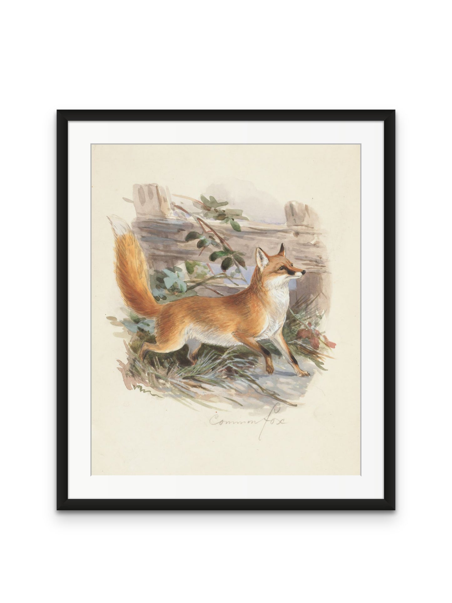 Common Fox