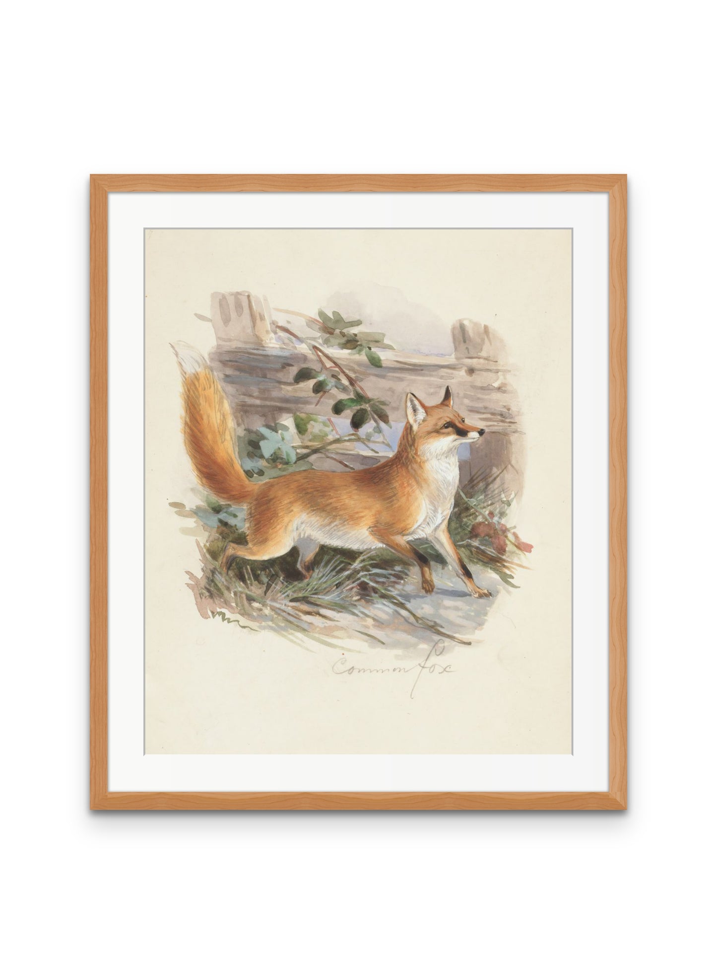 Common Fox