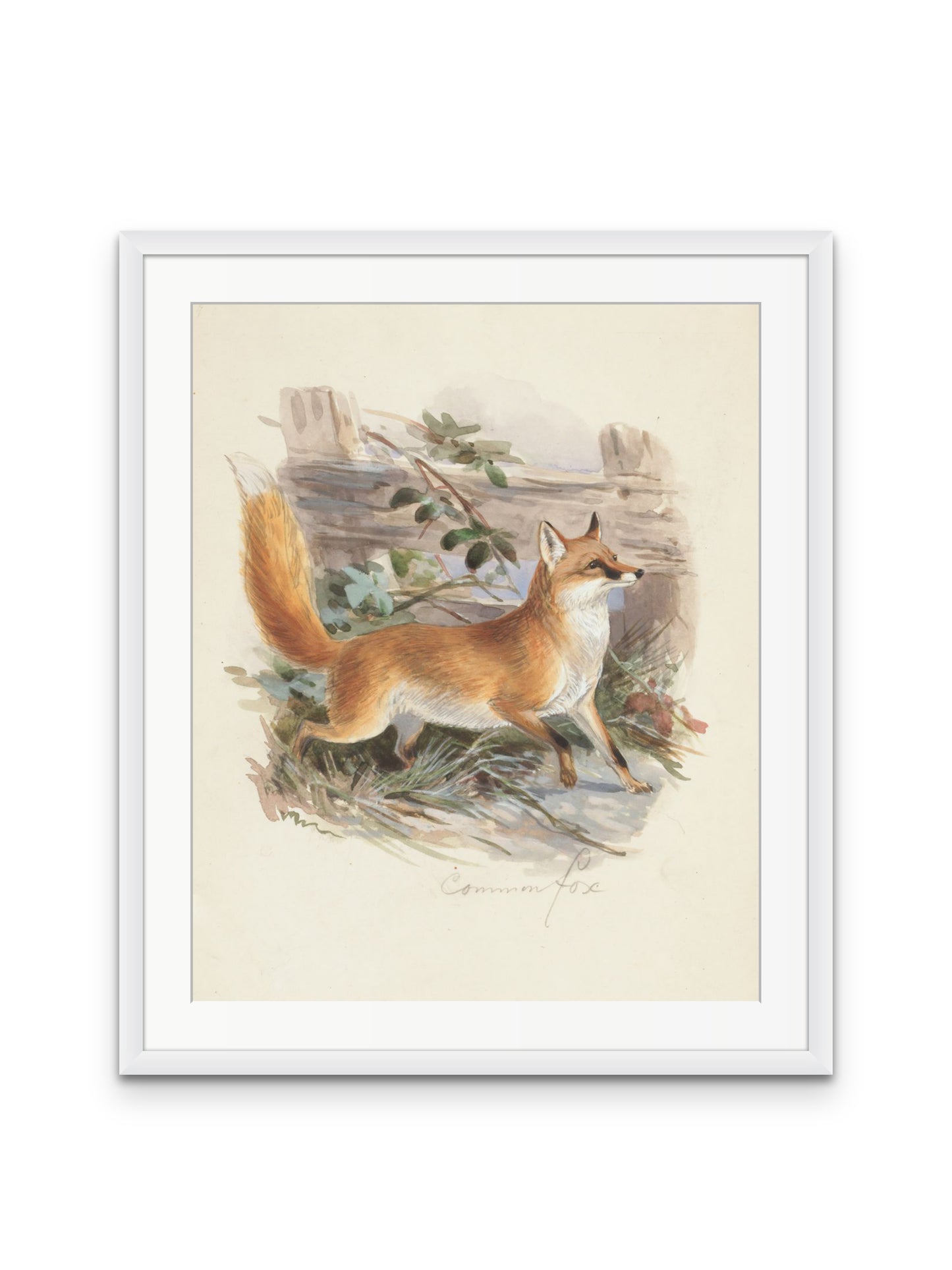 Common Fox