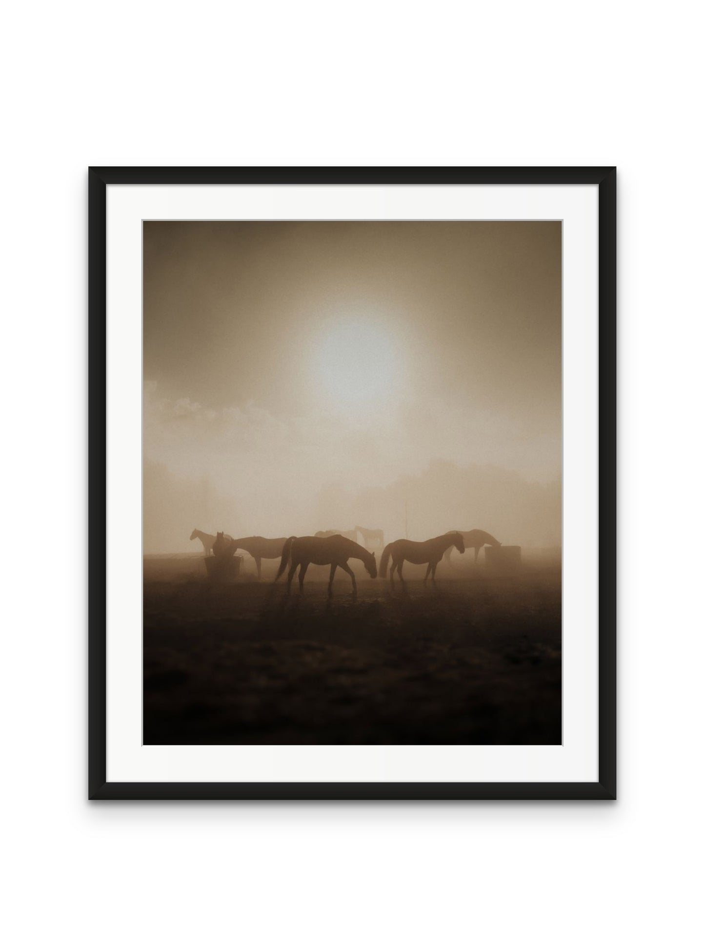 Wild Horses