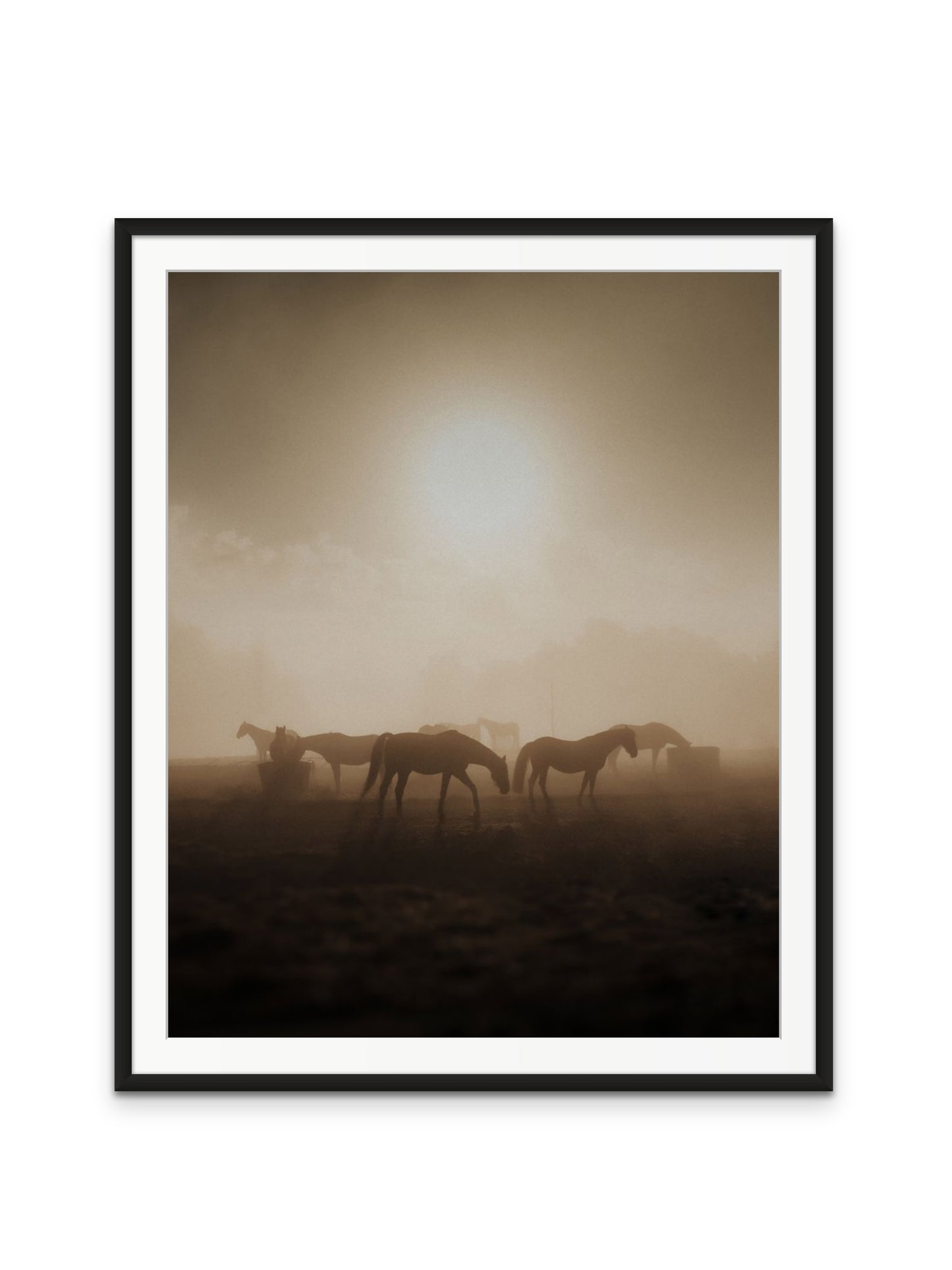Wild Horses