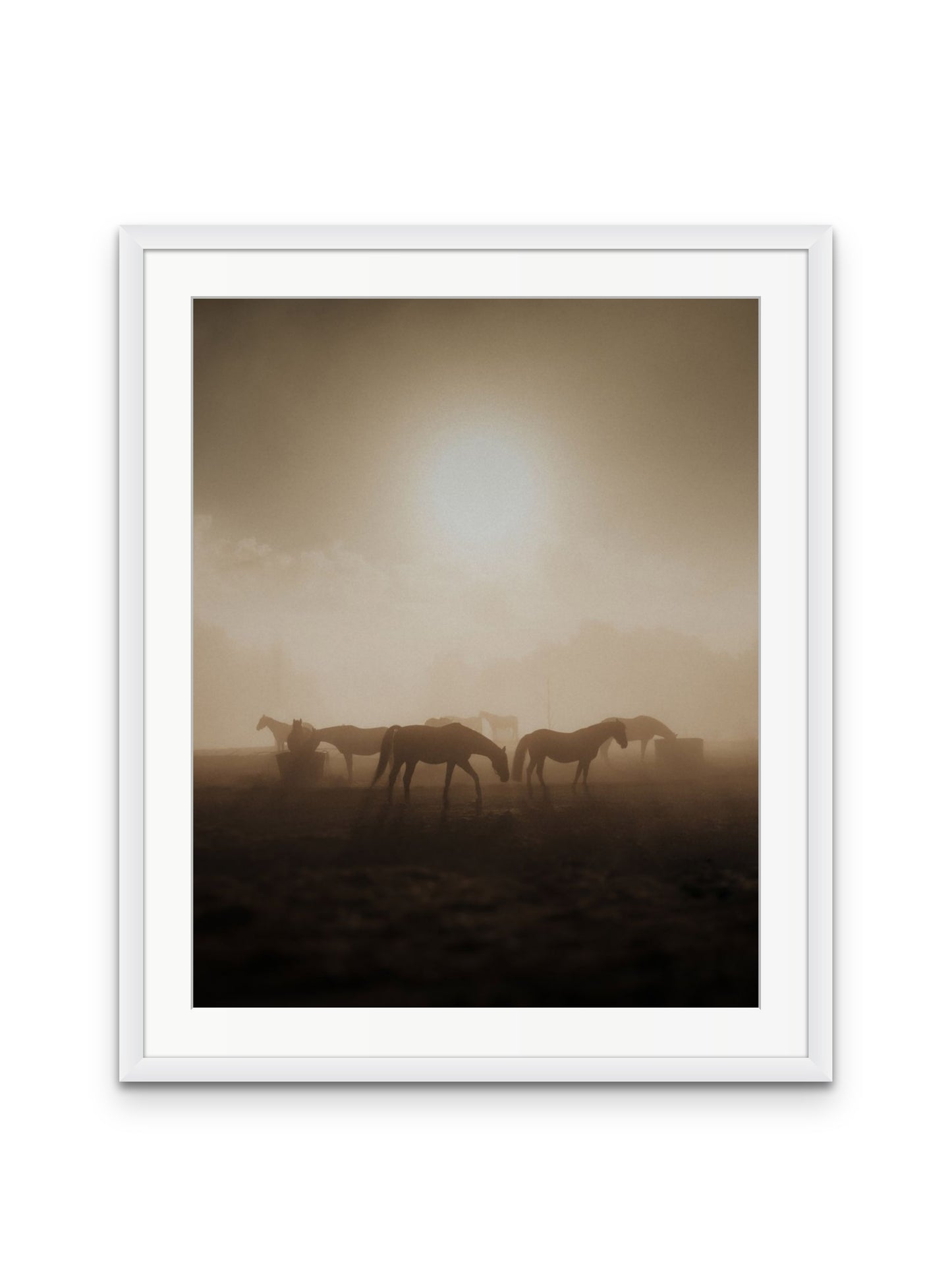 Wild Horses