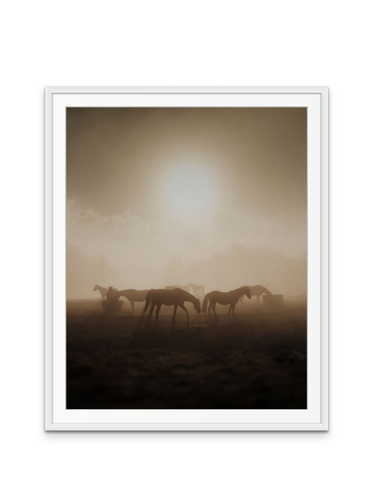 Wild Horses