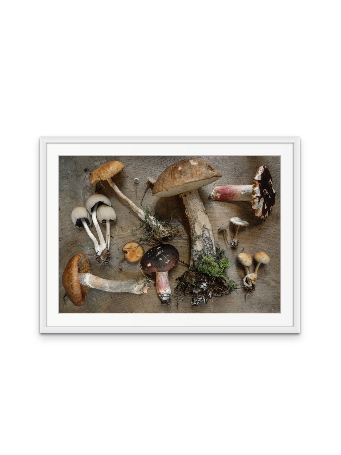 Wild Mushrooms