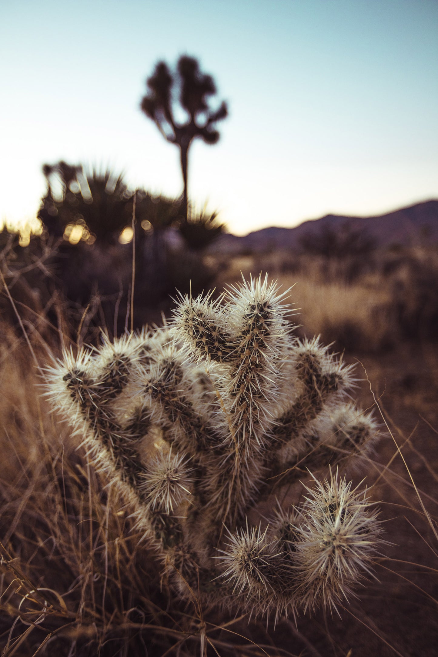 Cholla Cactus