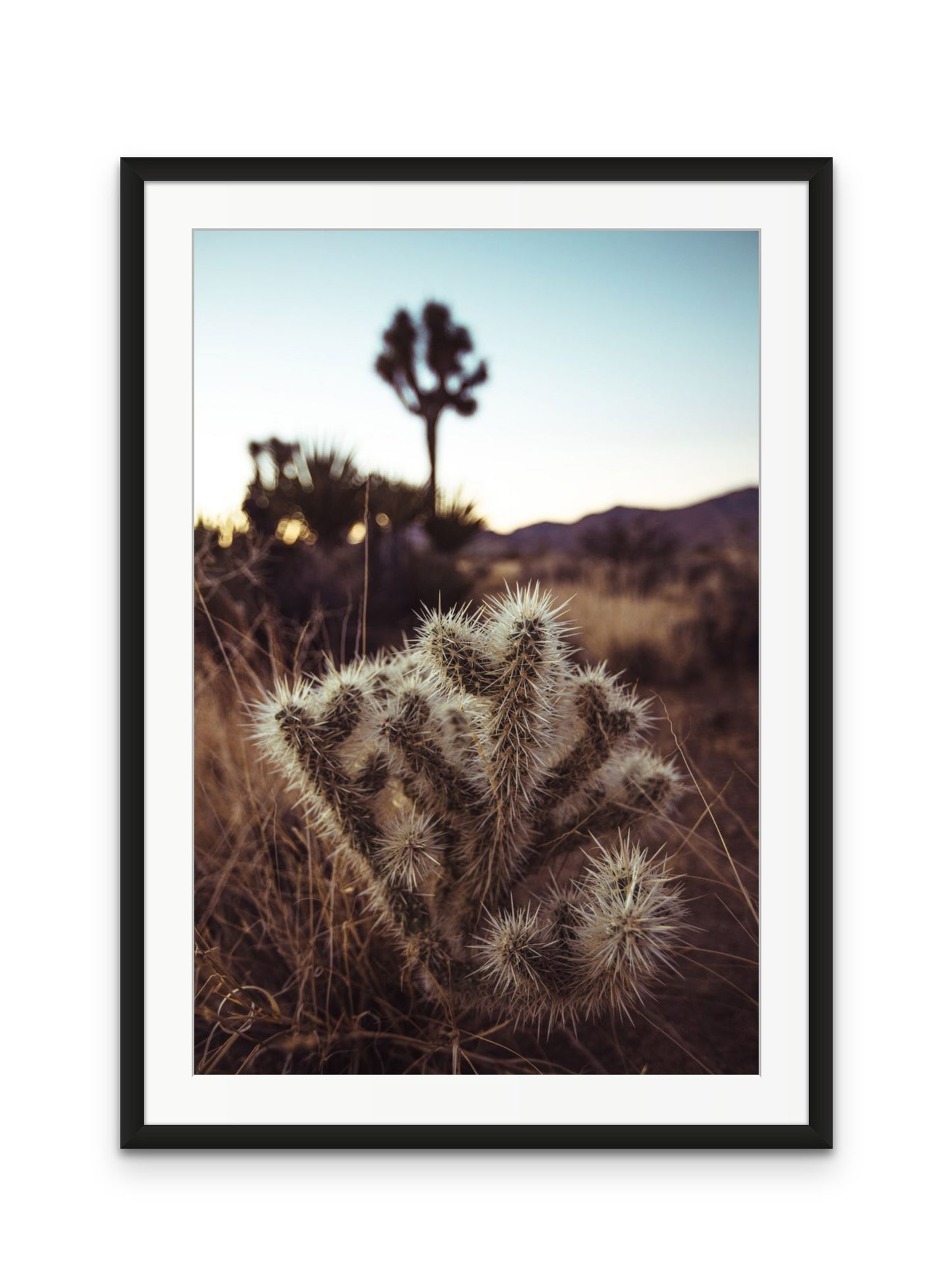 Cholla Cactus