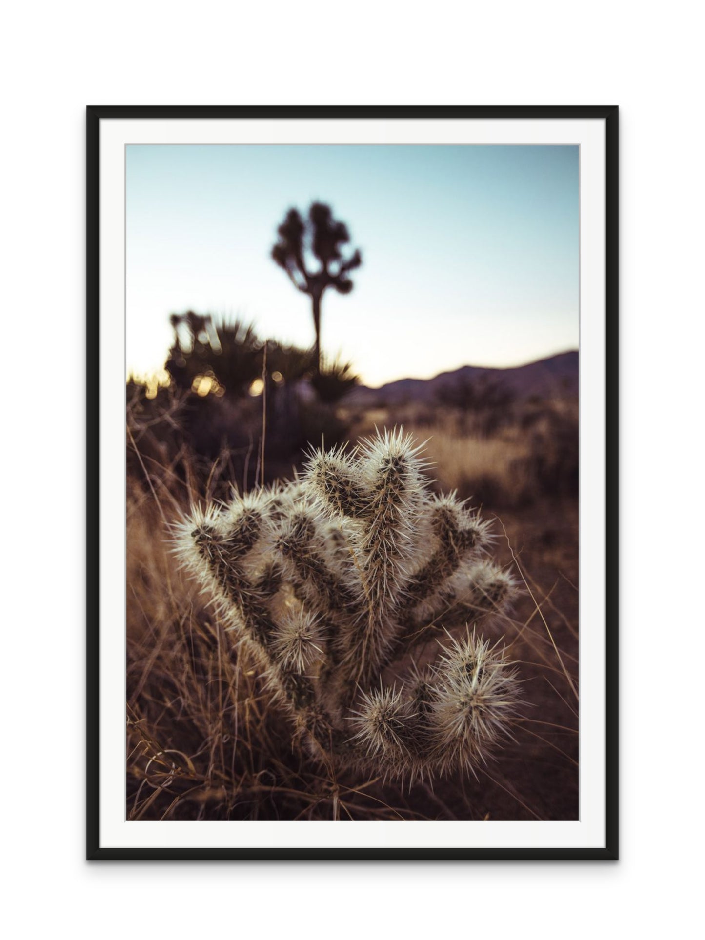 Cholla Cactus