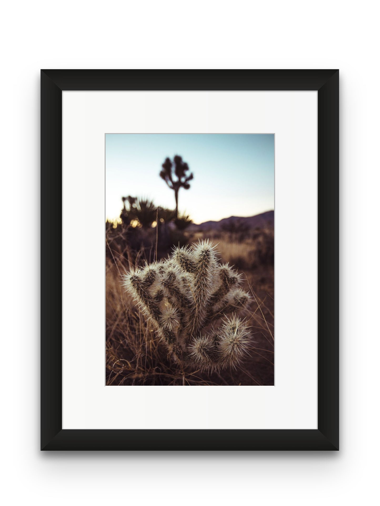 Cholla Cactus