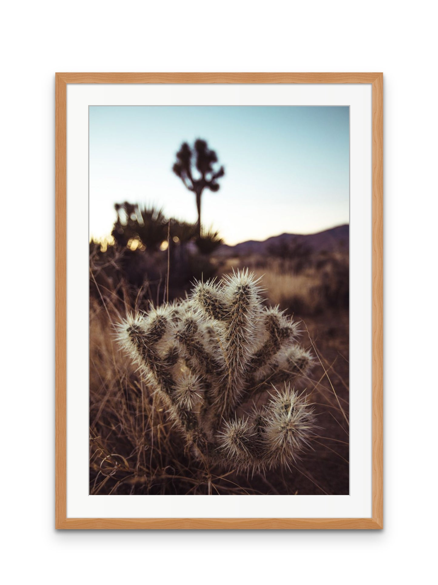 Cholla Cactus