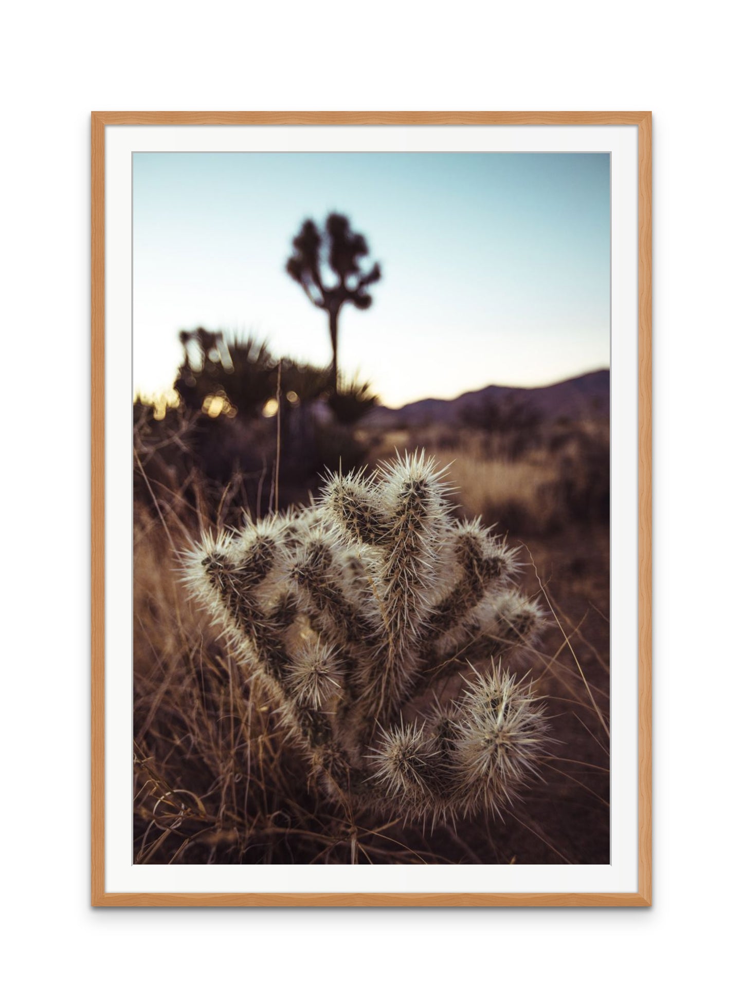 Cholla Cactus