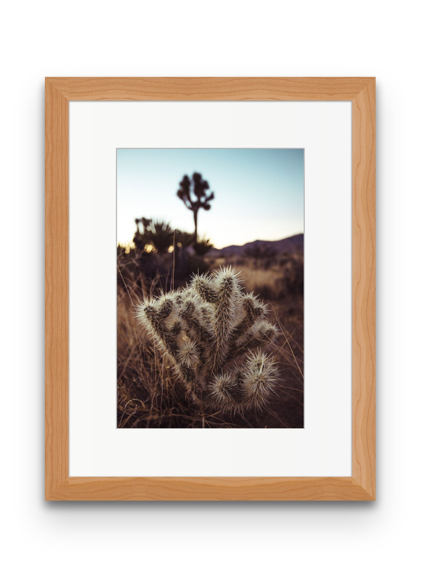 Cholla Cactus