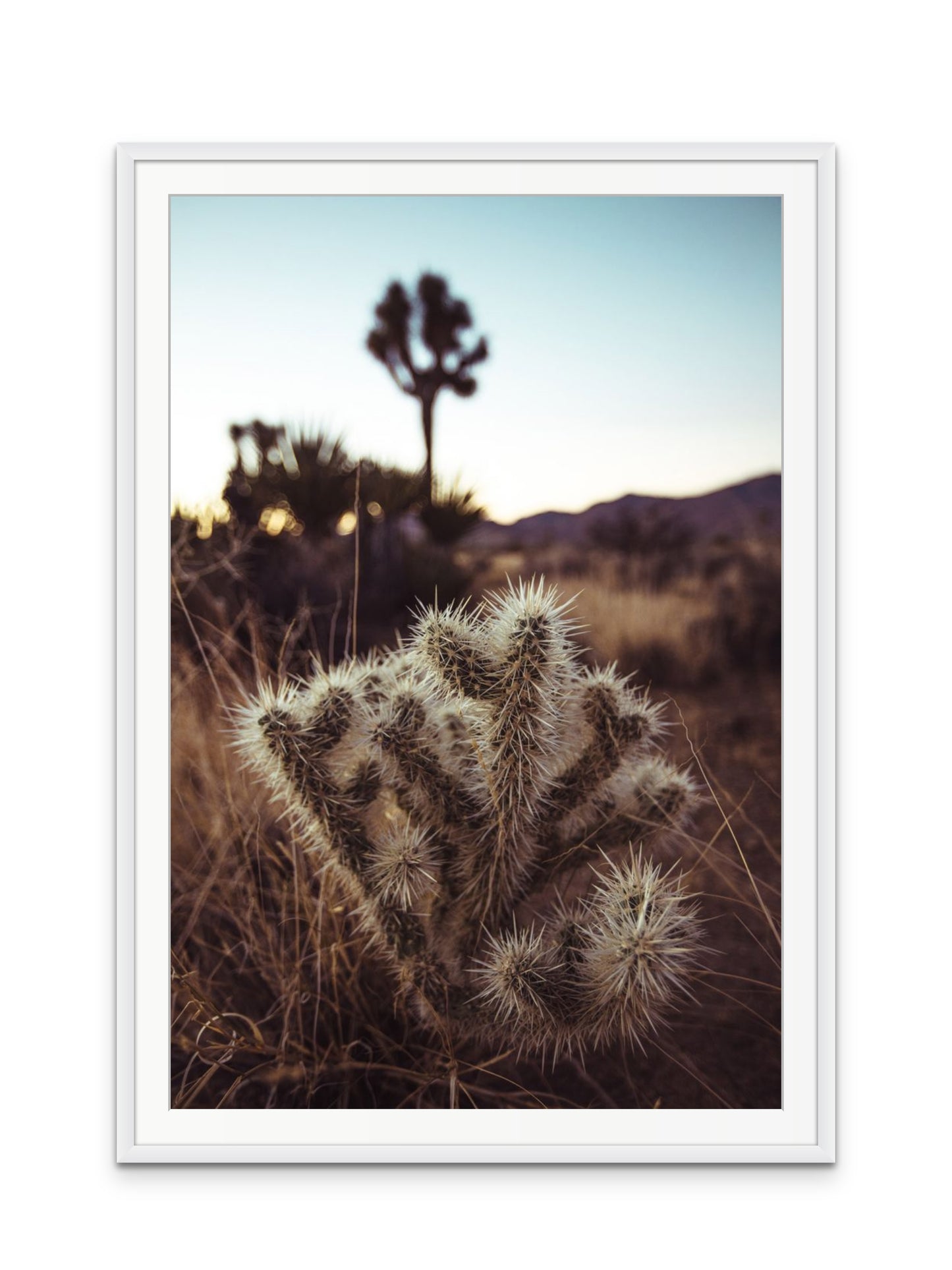 Cholla Cactus