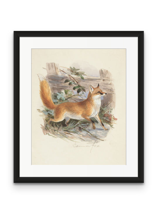 Common Fox