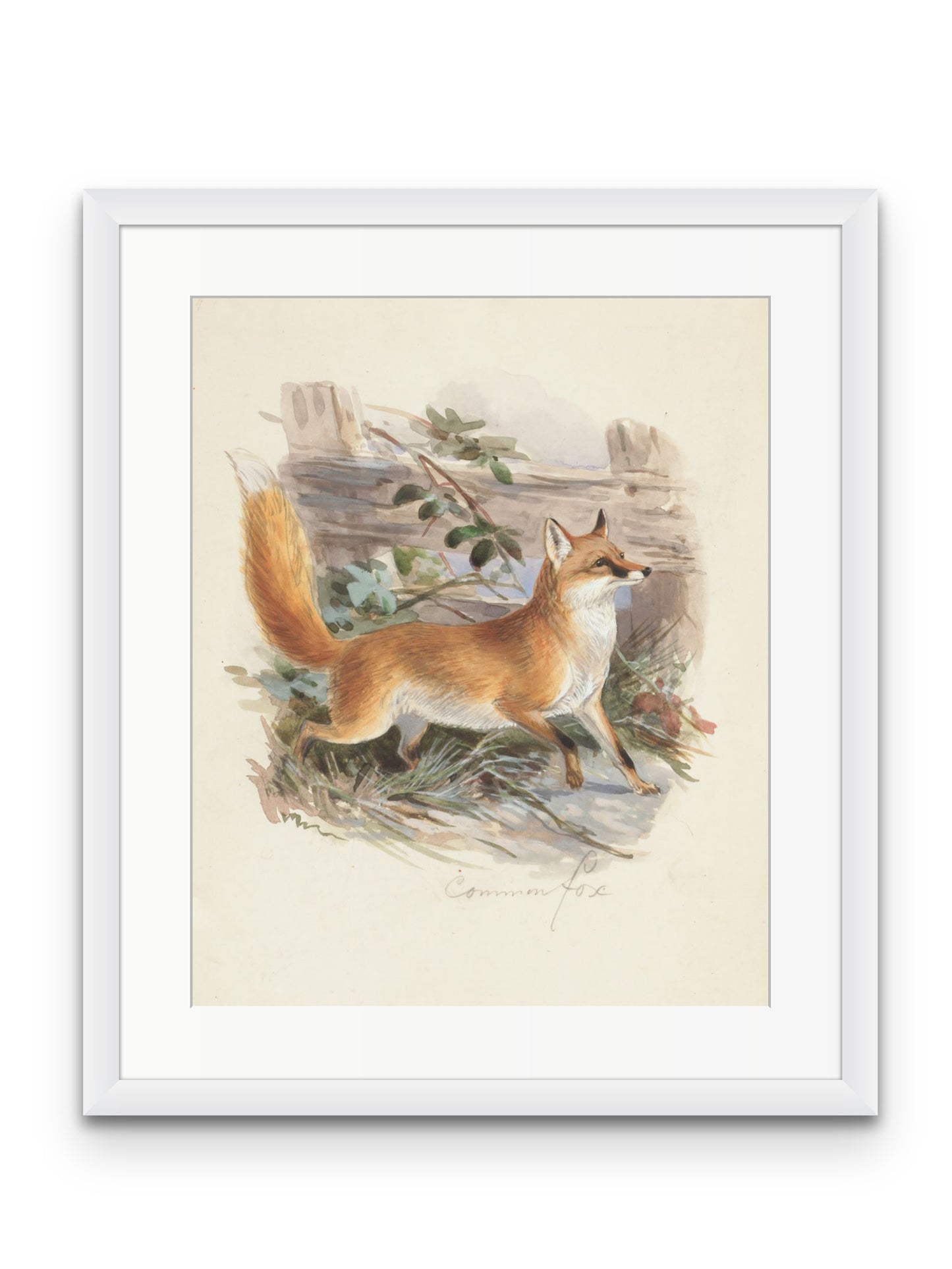 Common Fox
