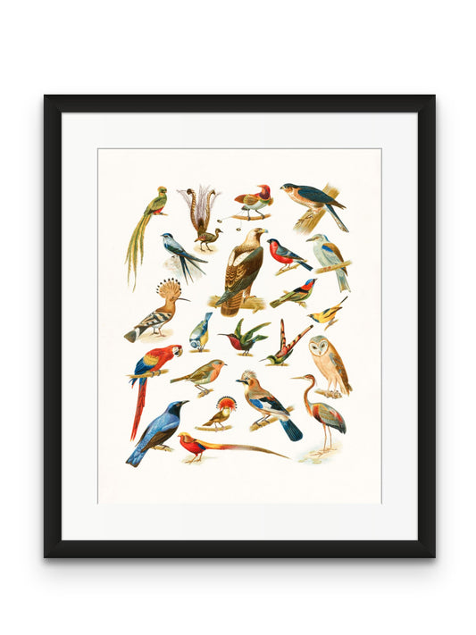 Feathered Friends