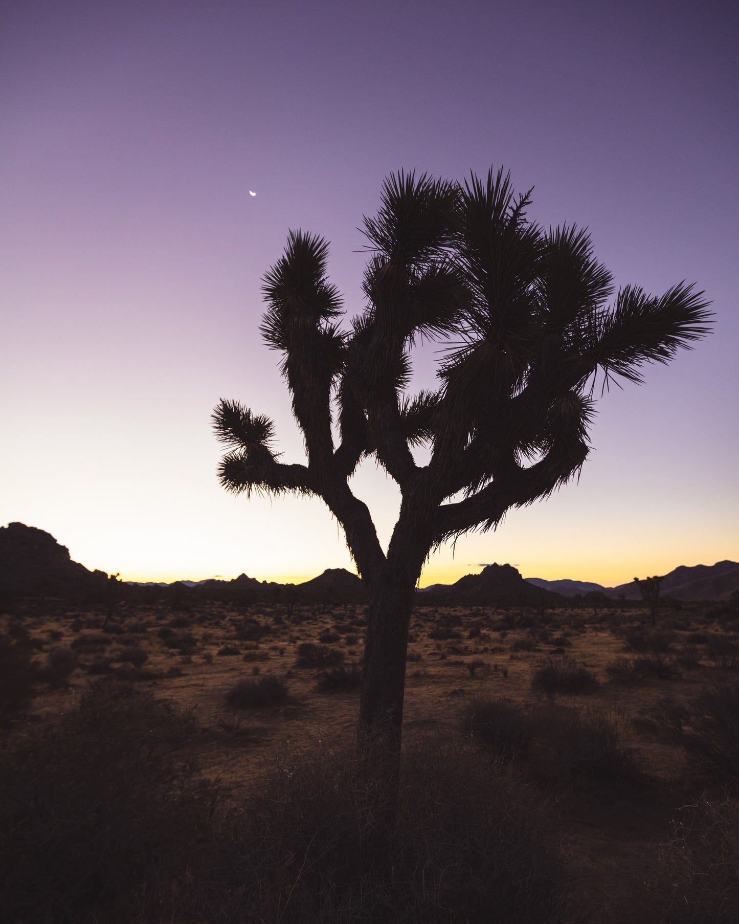 Joshua Tree at Dawn
