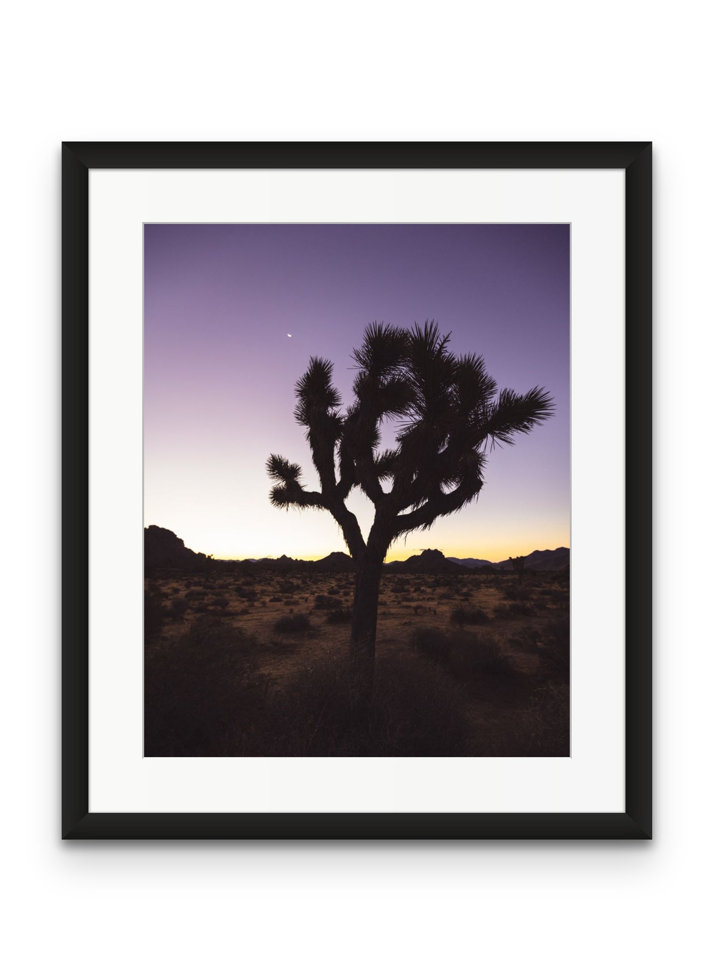 Joshua Tree at Dawn