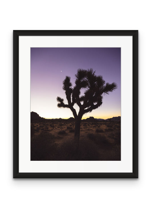 Joshua Tree at Dawn