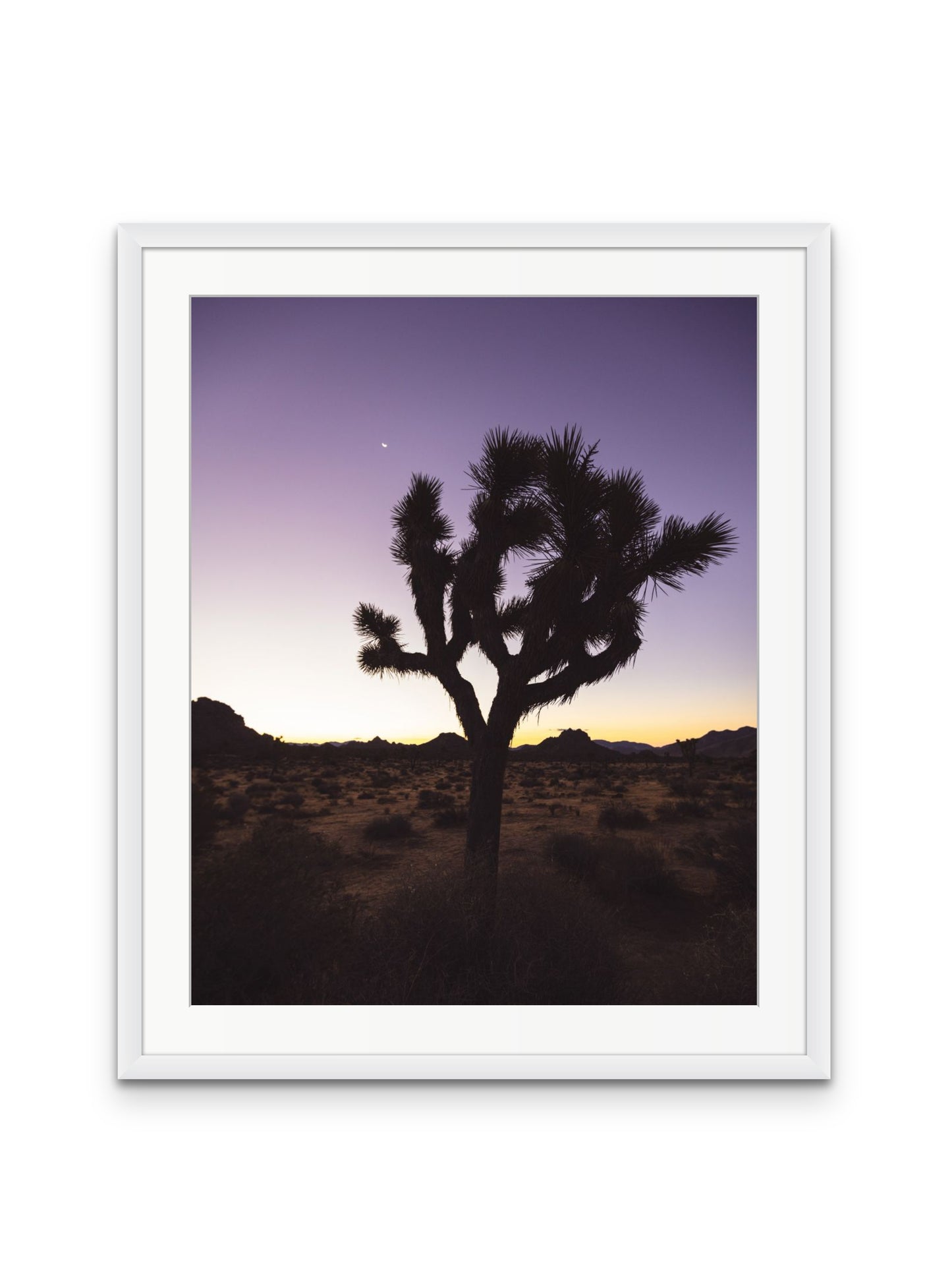Joshua Tree at Dawn