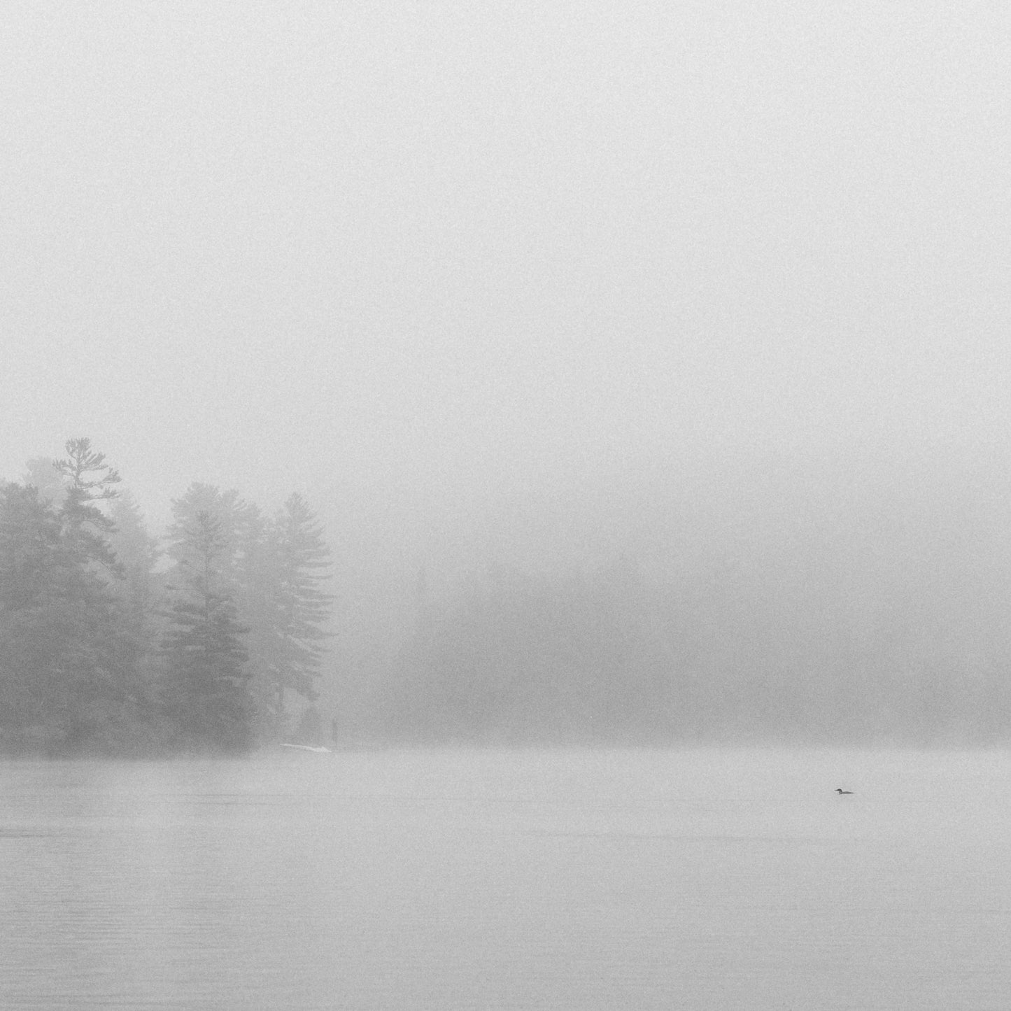 Loon In The Fog