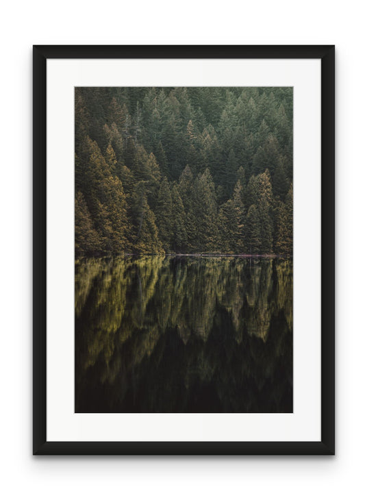 Pine Reflections