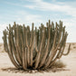 The Cursed Plant of Namibia