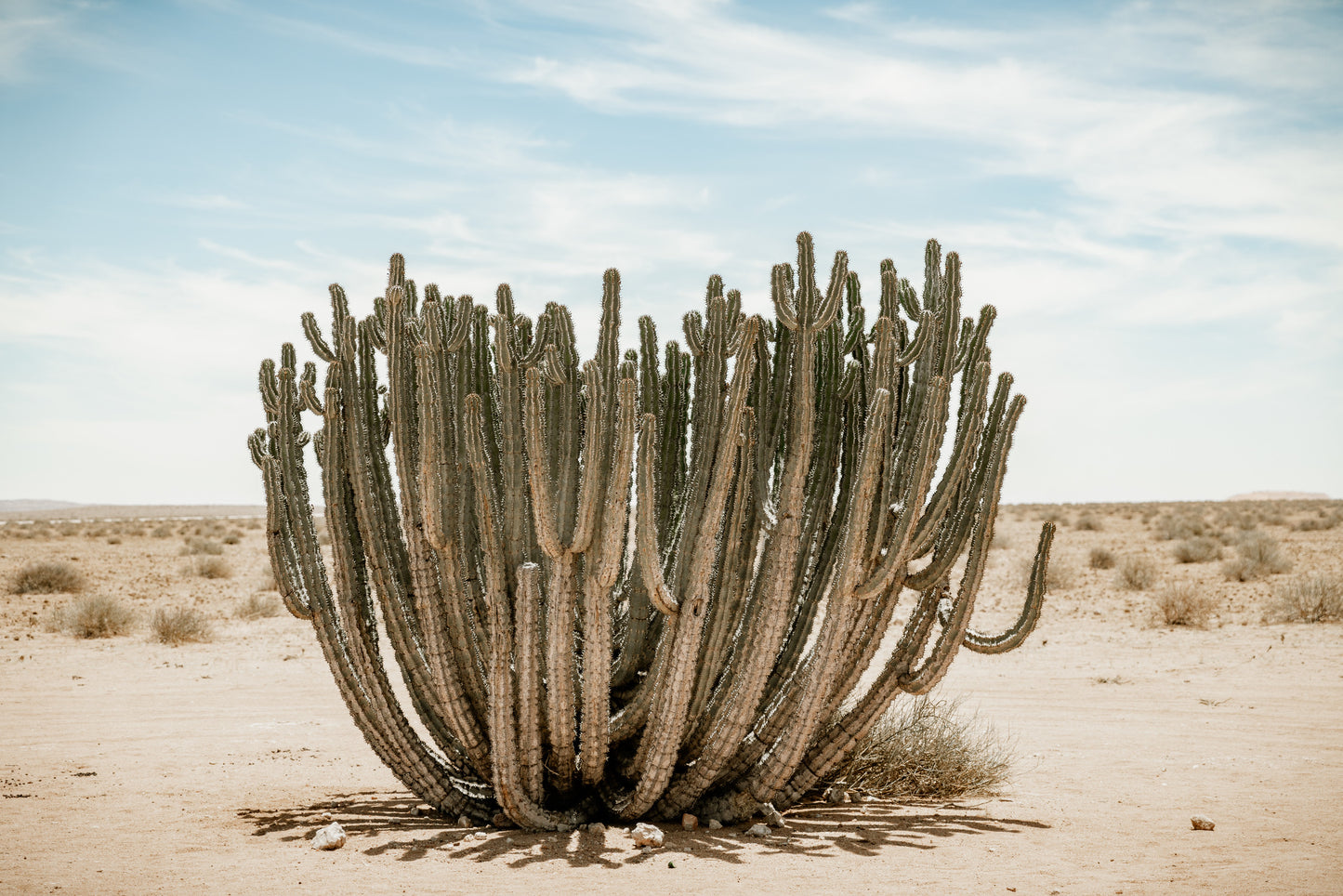 The Cursed Plant of Namibia