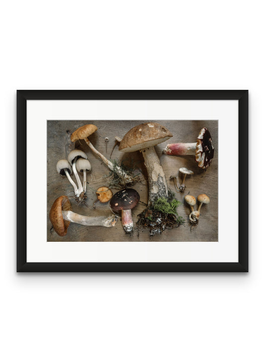 Wild Mushrooms