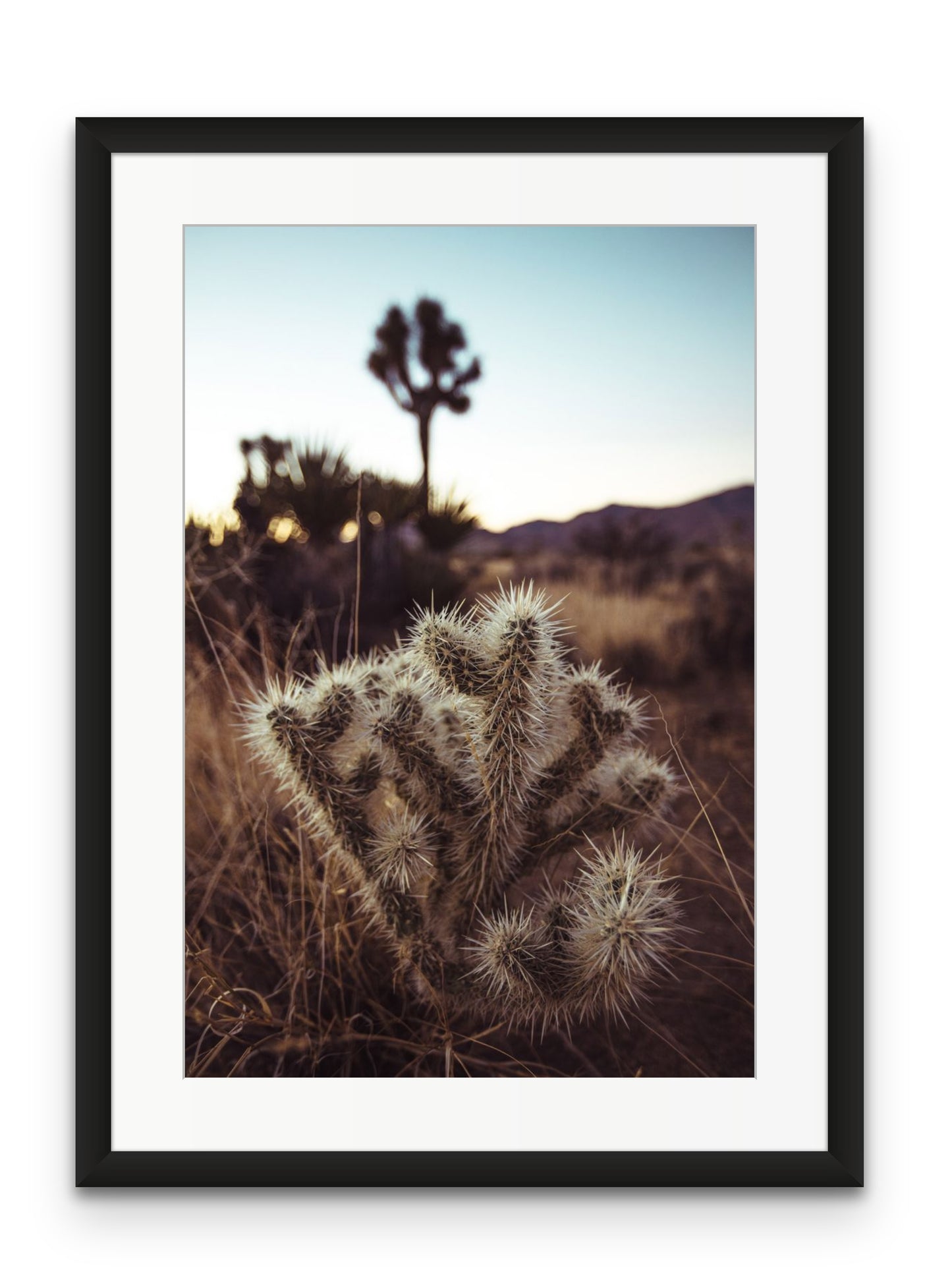 Cholla Cactus