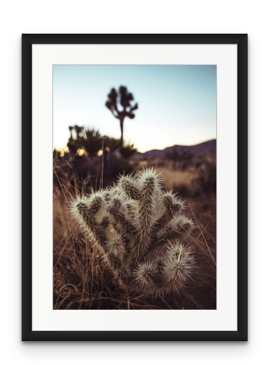 Cholla Cactus