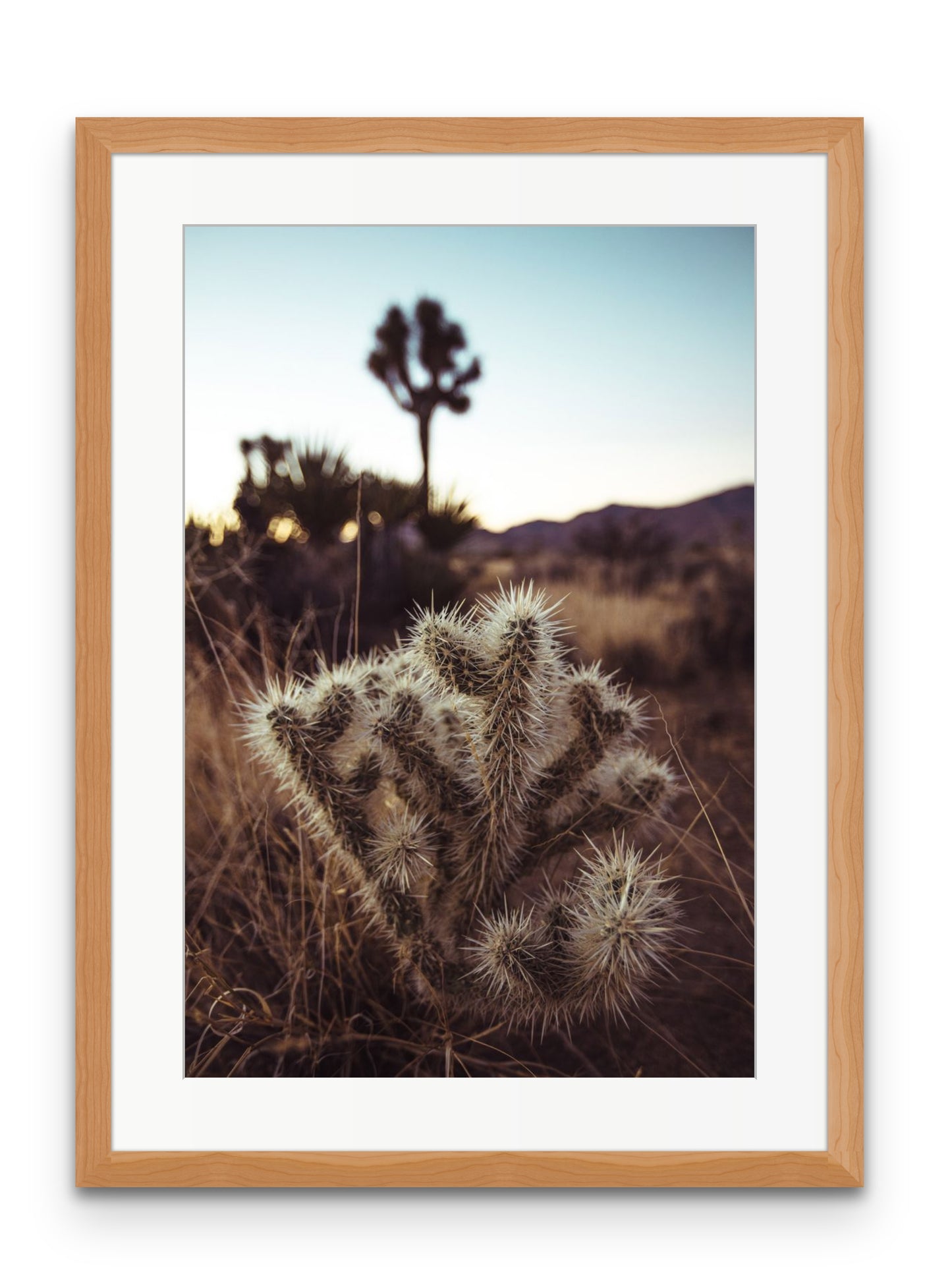 Cholla Cactus