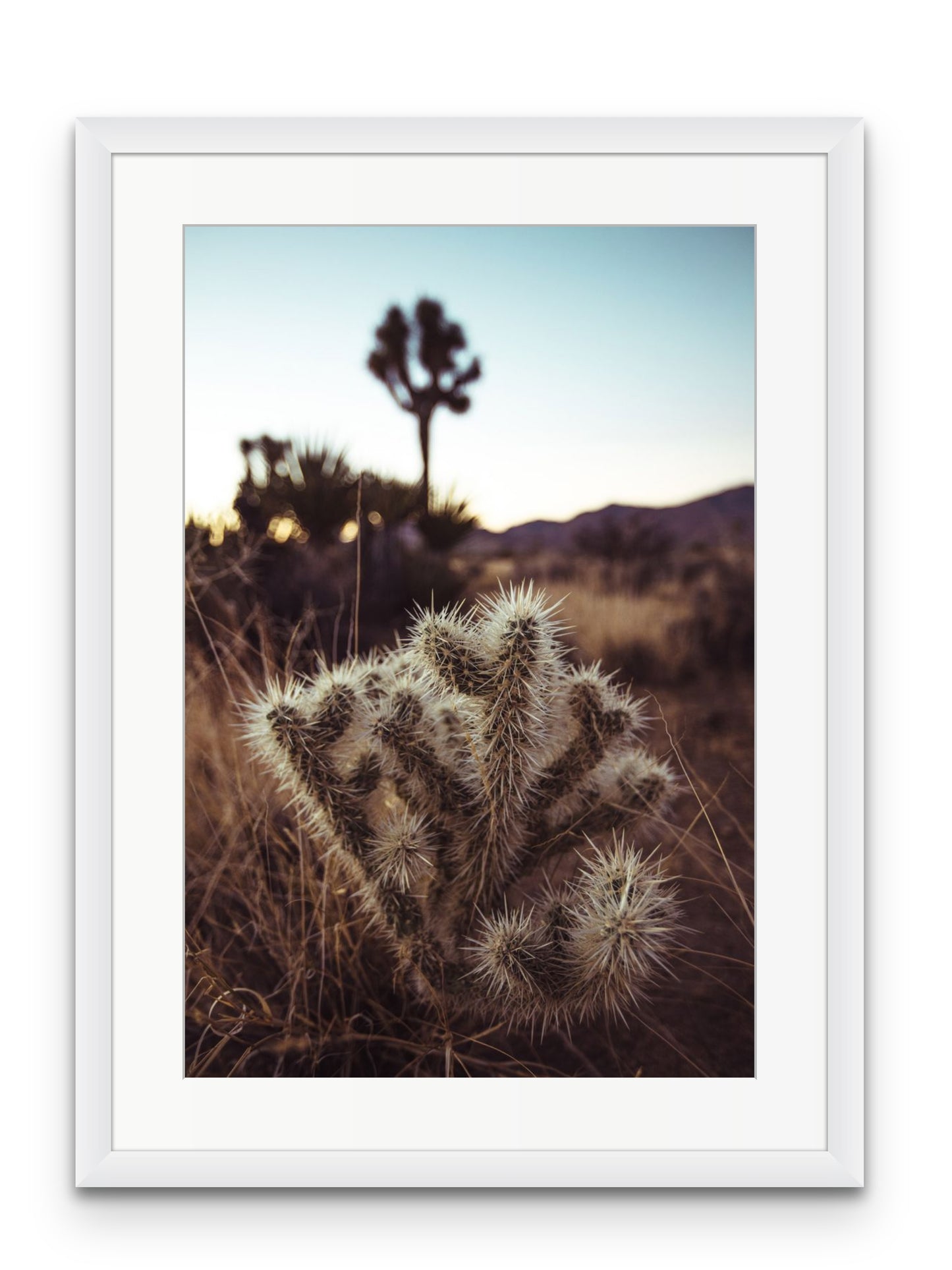 Cholla Cactus