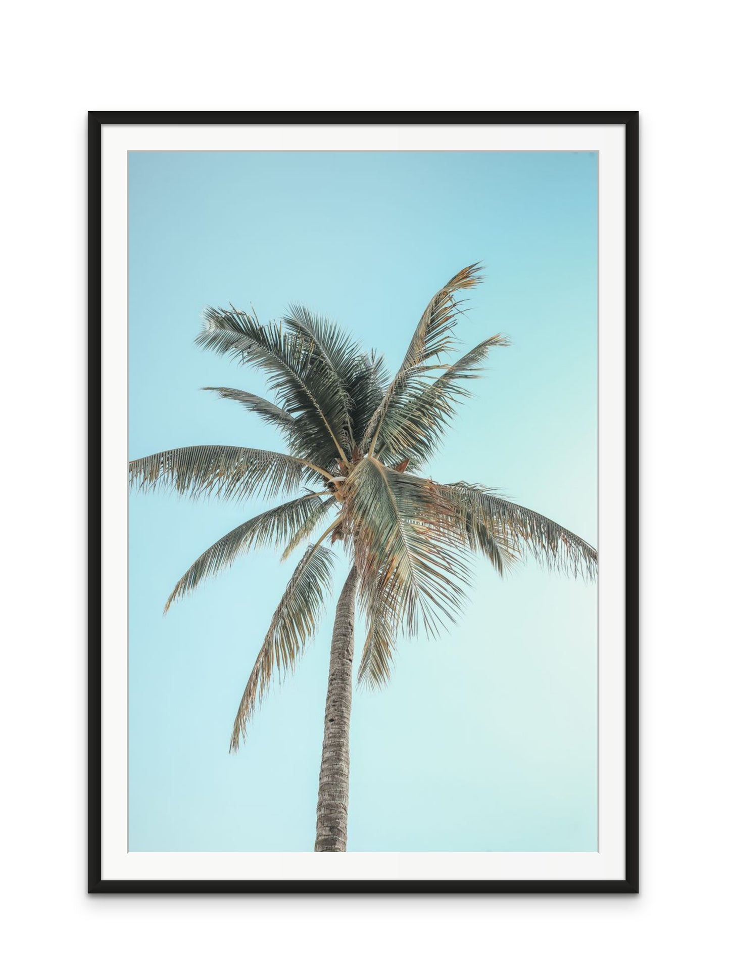 Washed Out Palm Tree