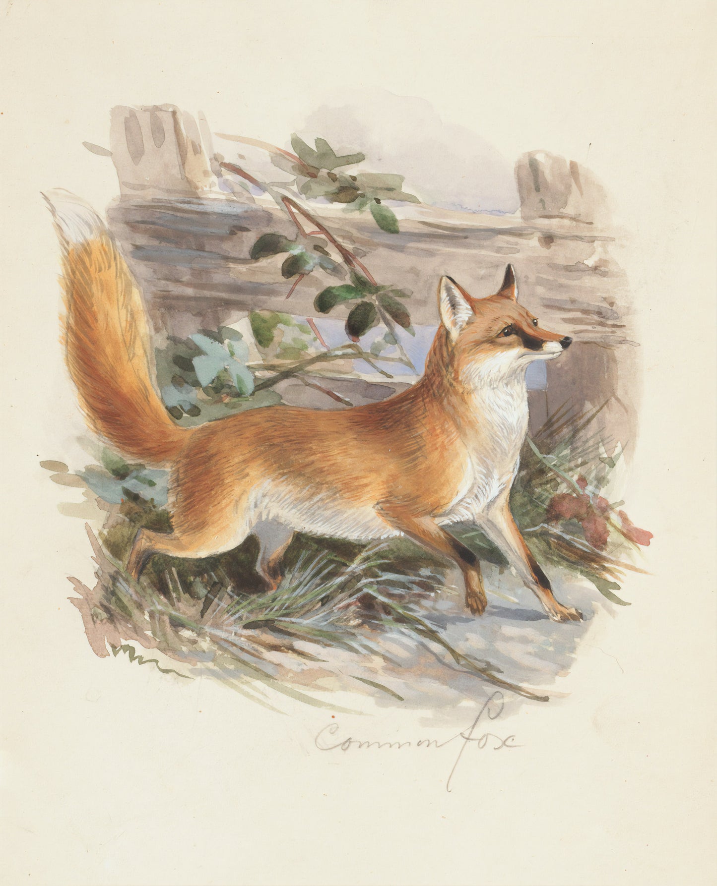 Common Fox