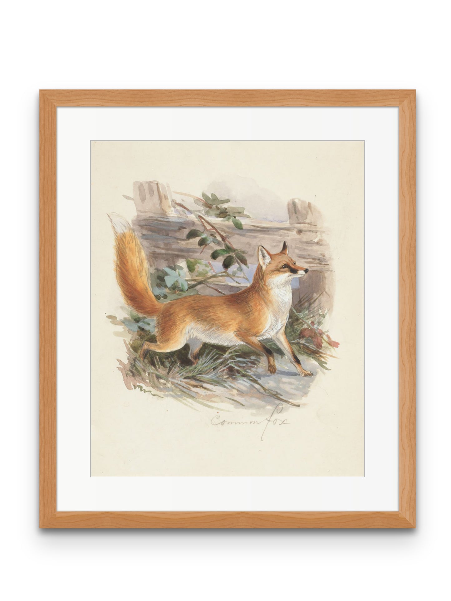 Common Fox