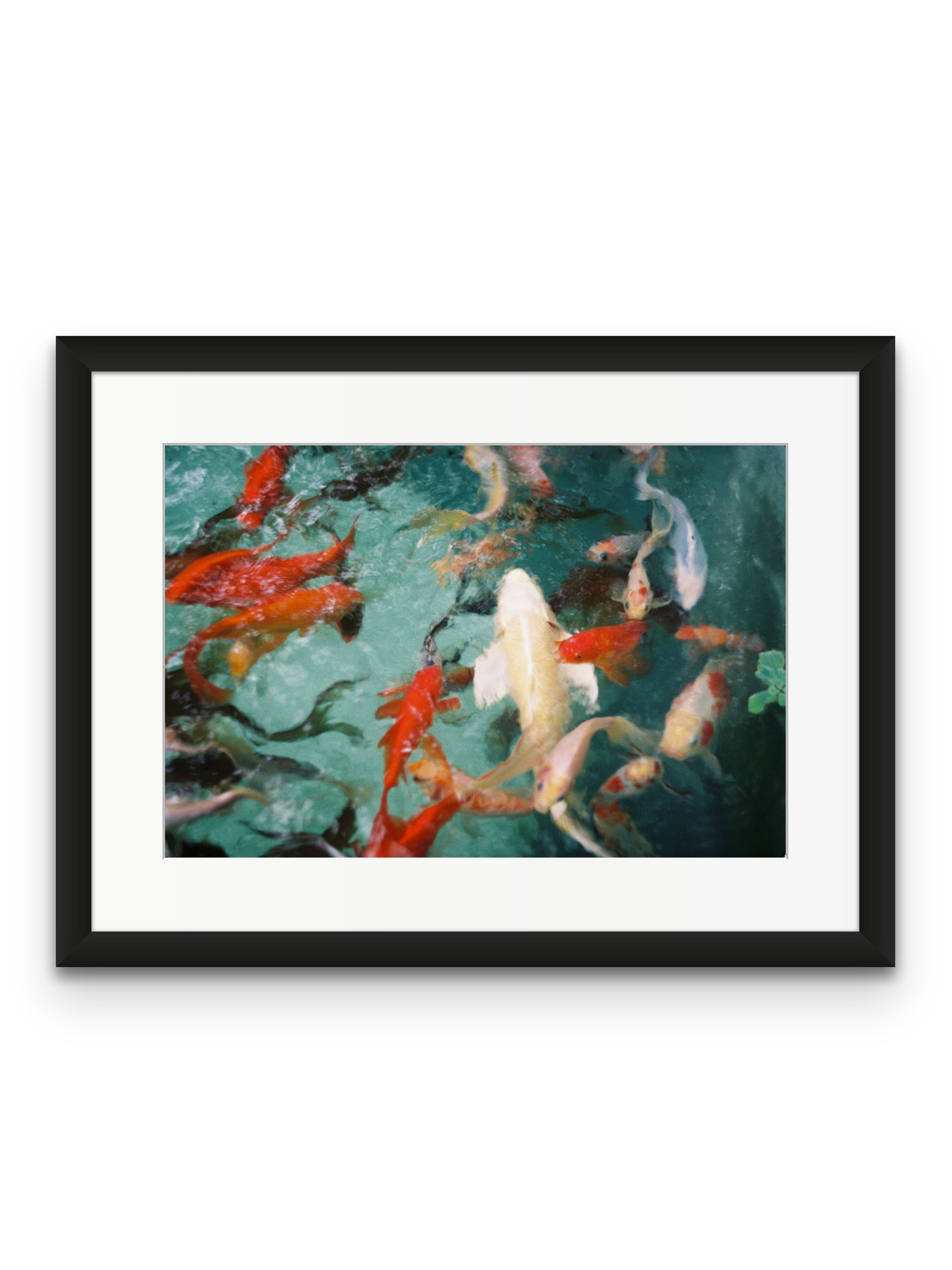 Fish – Rag and Carbon