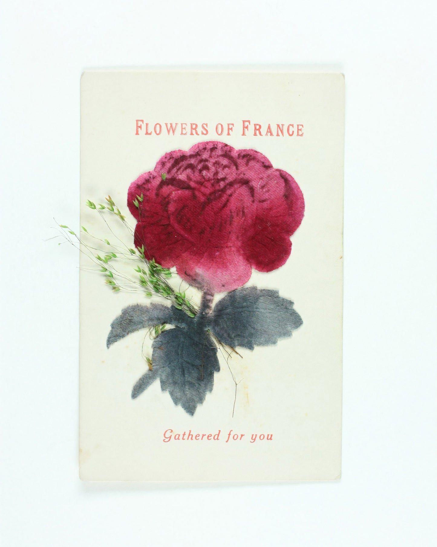 Flowers of France