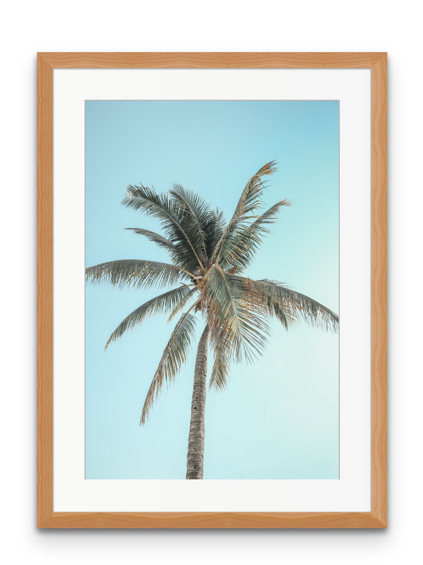 Washed Out Palm Tree